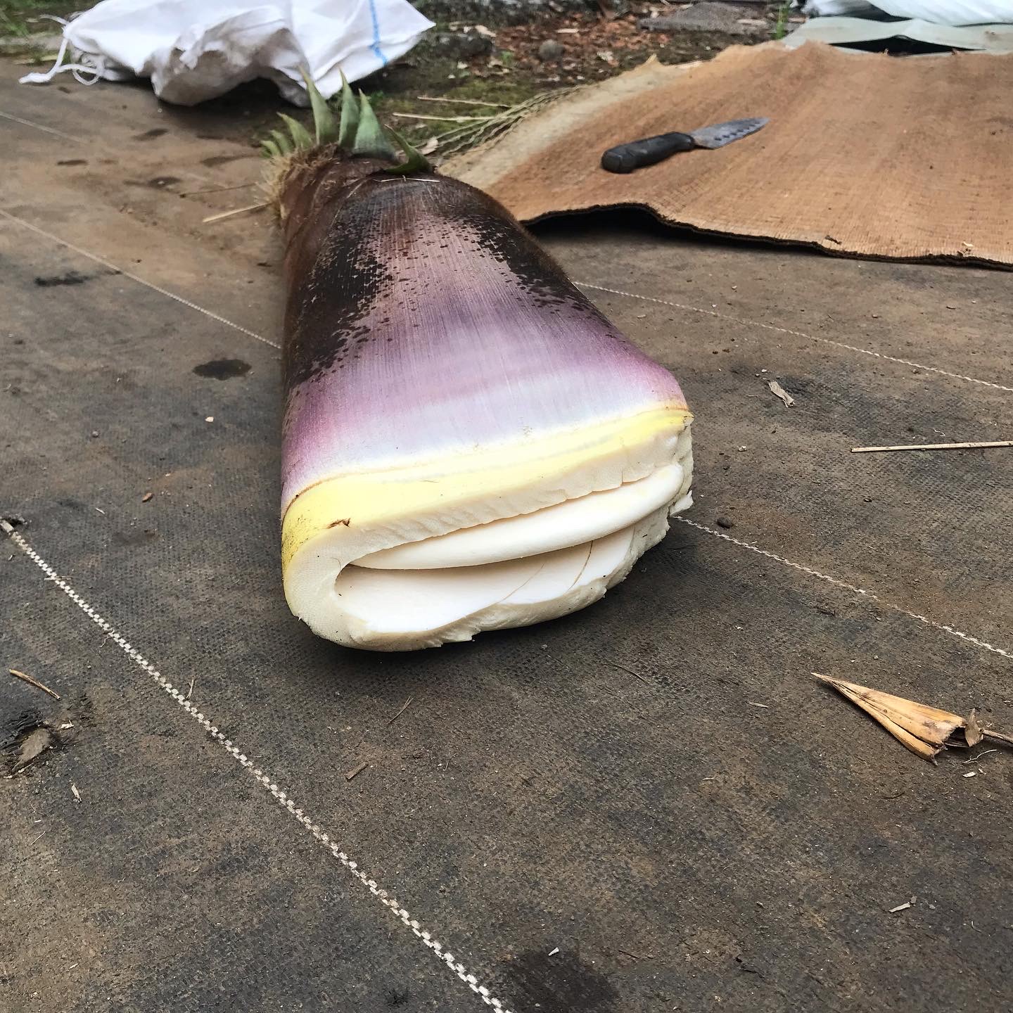 E151B8DF-70C1-4CA1-8C36-AEC4545C8791.jpeg E151B8DF-70C1-4CA1-8C36-AEC4545C8791.jpeg